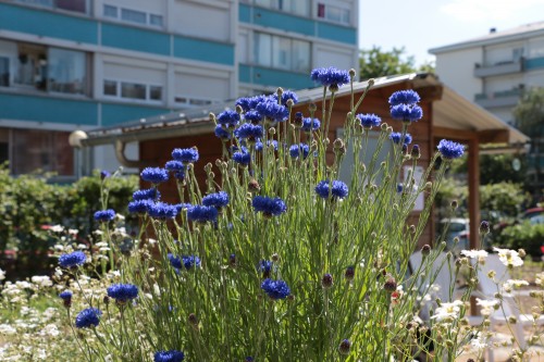 Actions « jardins en fête » le 3 juin : tour des quartiers