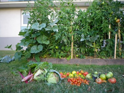 Des carrés potager animés par la Régie de Quartiers d’Angers dans l’îlot des Chesnaies